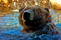 Grizzly Bear
