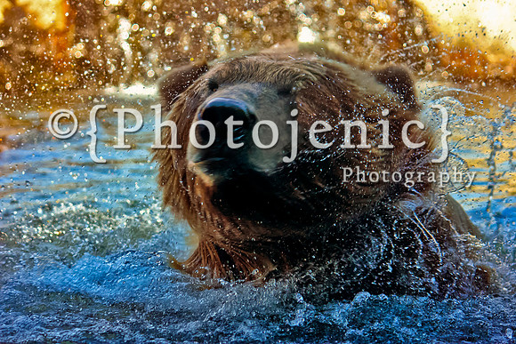 Grizzly Bear